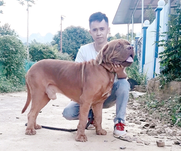 Theo anh Chương, chó ngao giúp anh có thu nhập ổn định mỗi năm.